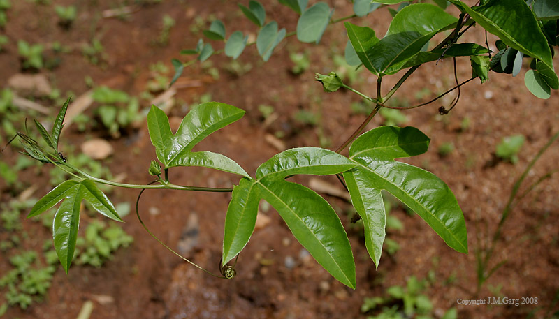 Jinsiy olatga ogirliklarni osib qoyish usuli Oglimning xotini pornosini sikdi